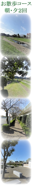 お散歩コース