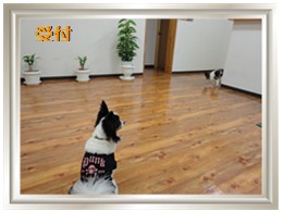 小型犬専門ペットホテル成田パピスエンジェル